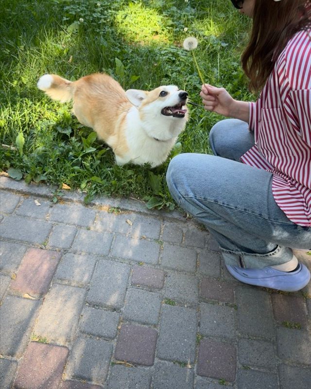Runa the corgi jumping for a dandelion Yuliia is holding